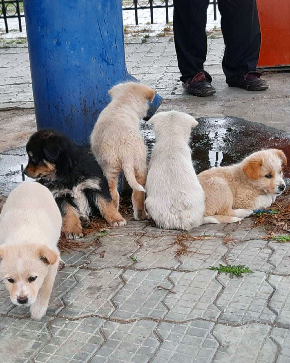 chance-of-life-doggies
