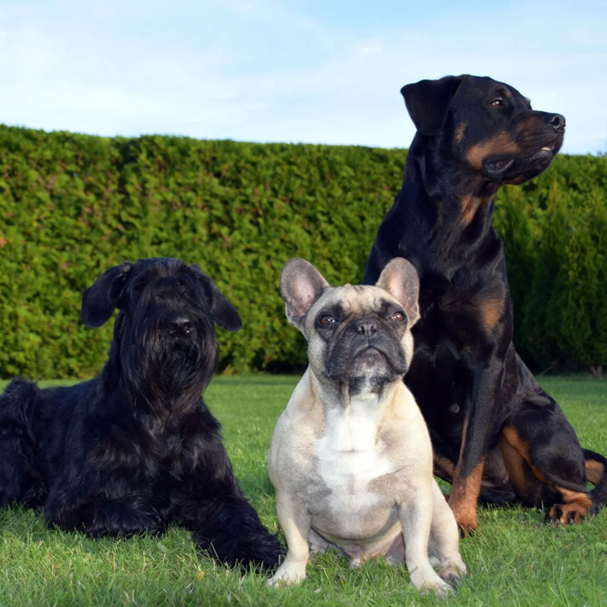 chance-of-life-partner-varadogs-2